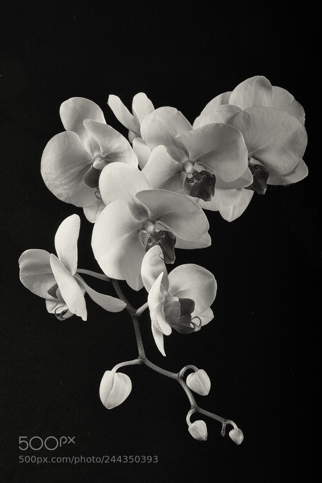 Canon EOS 7D Mark II sample photo. Orchid photography