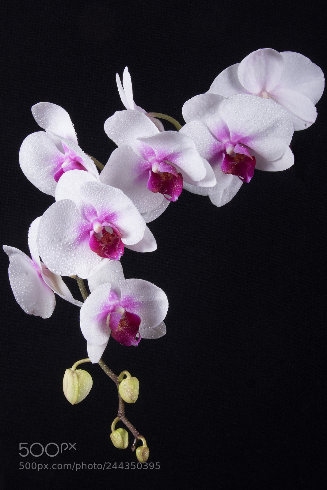 Canon EOS 7D Mark II sample photo. Orchid photography