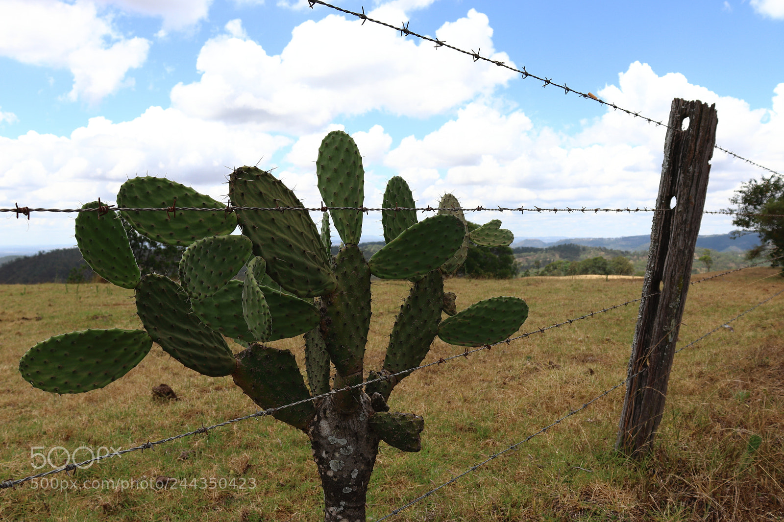 Canon EOS 200D (EOS Rebel SL2 / EOS Kiss X9) sample photo. Cactus photography