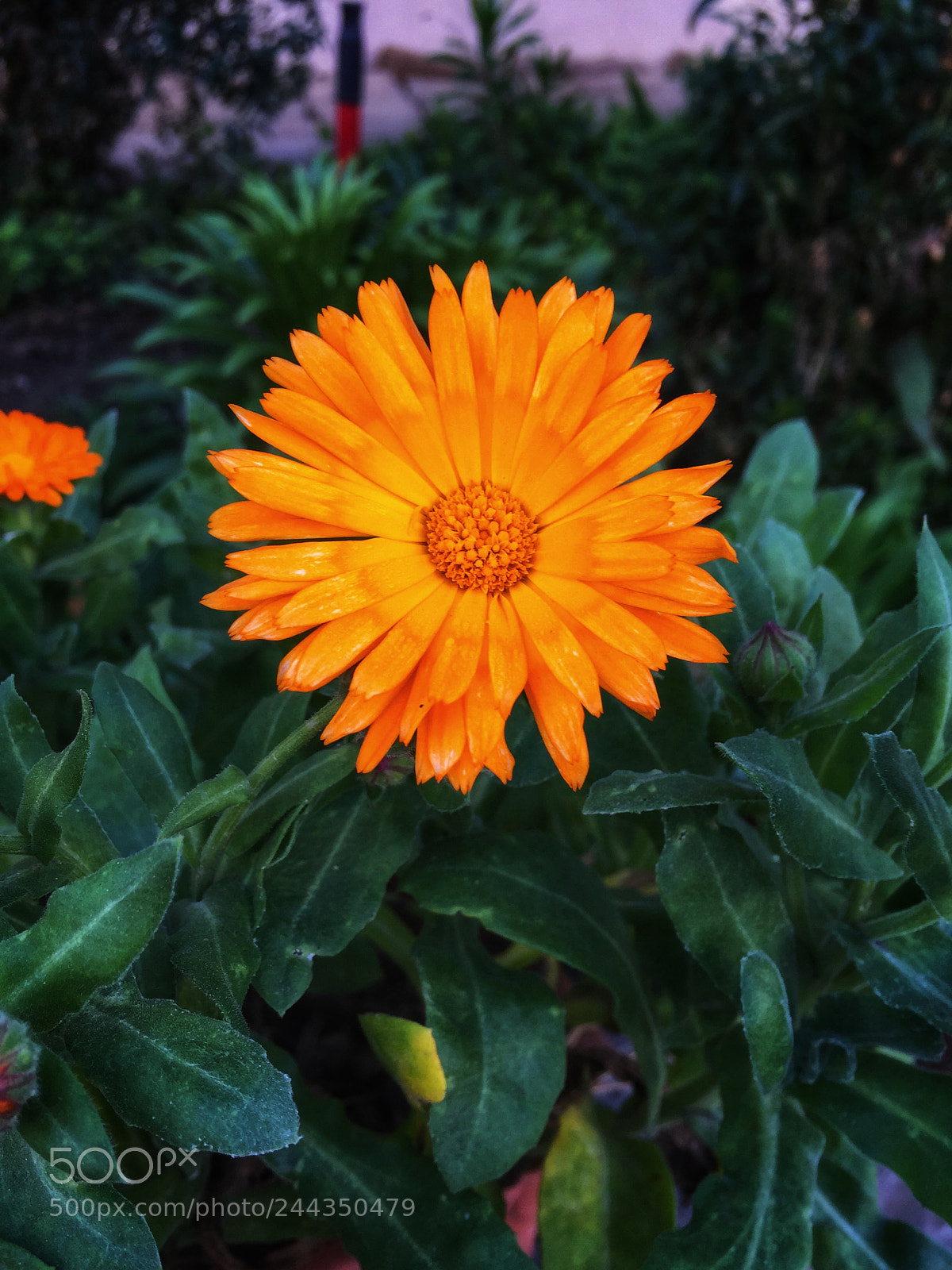 Apple iPhone 6 sample photo. ? photography