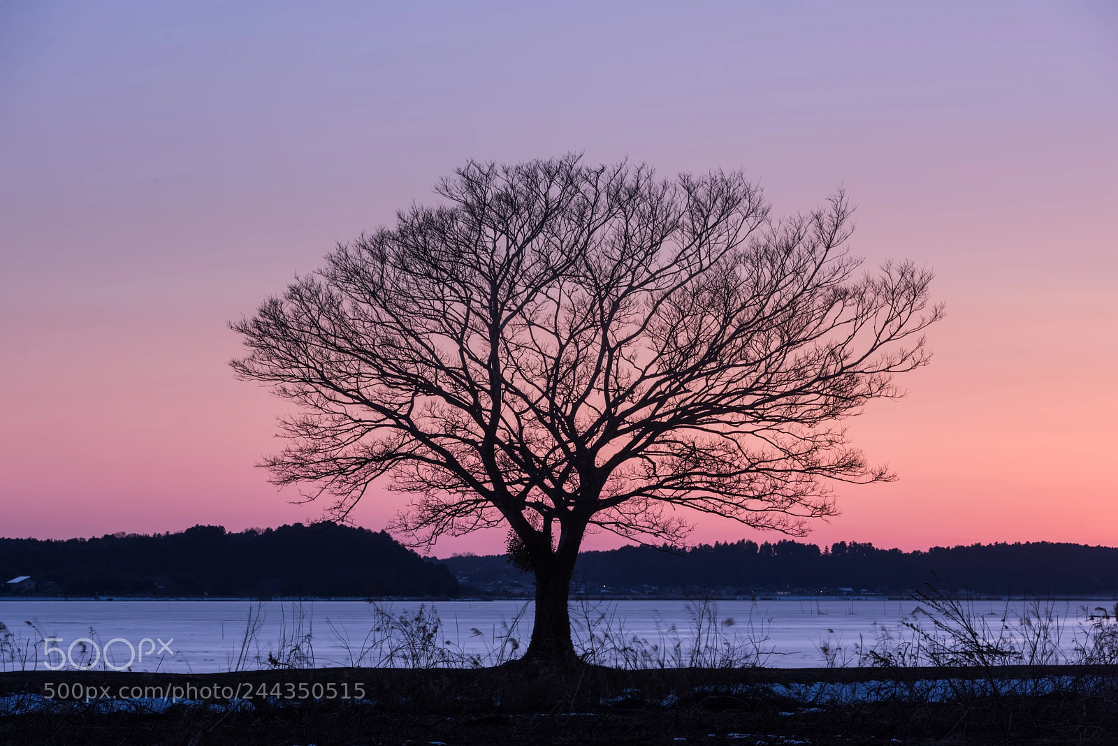 Nikon D810 sample photo. Evening tree photography