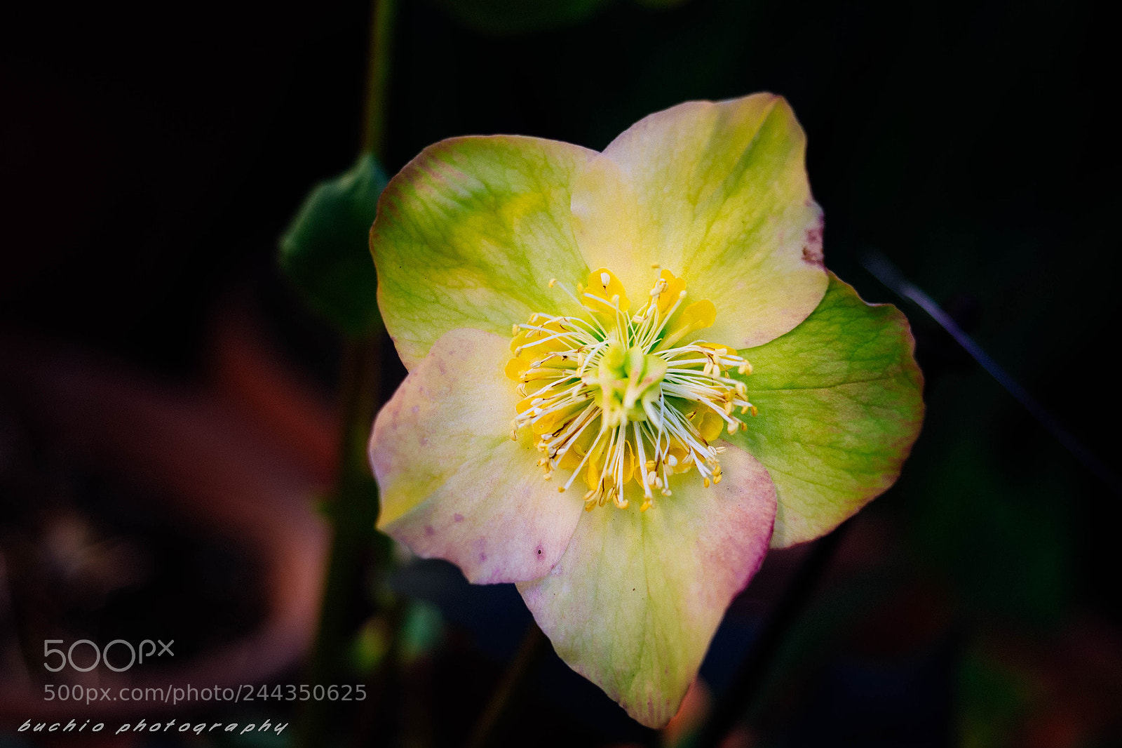 Olympus OM-D E-M1 sample photo. Helleborus photography