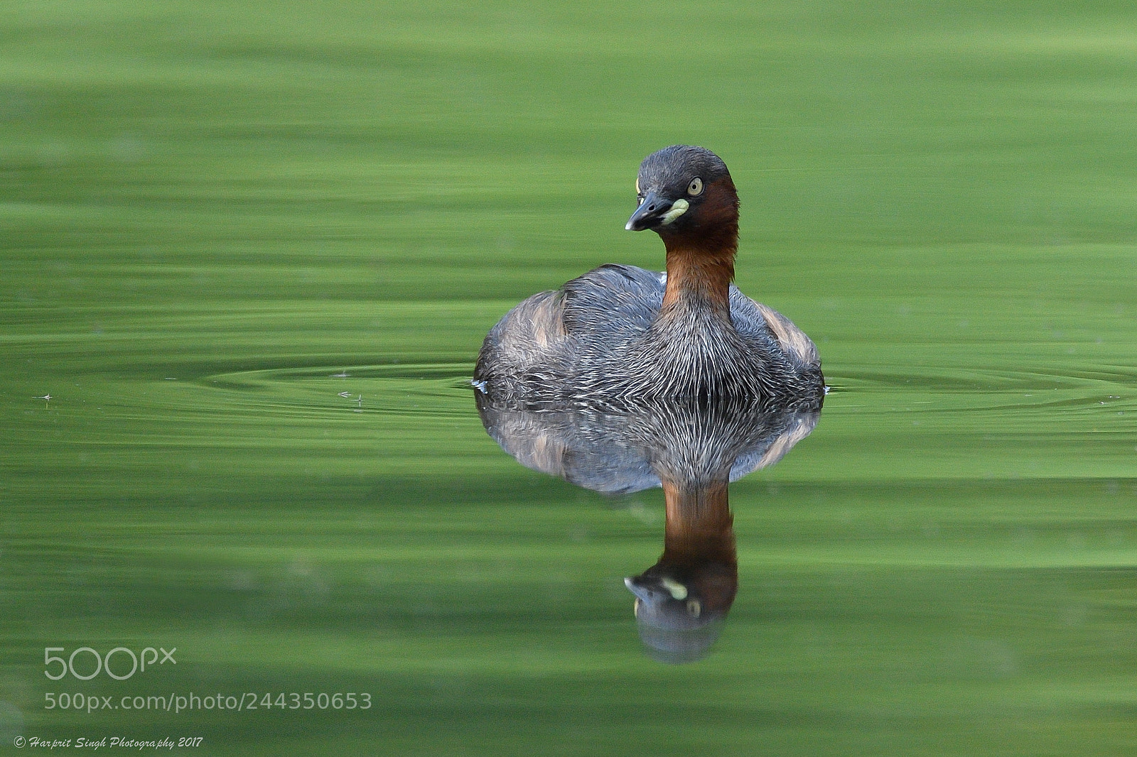 Nikon D5 sample photo. Little grebe photography