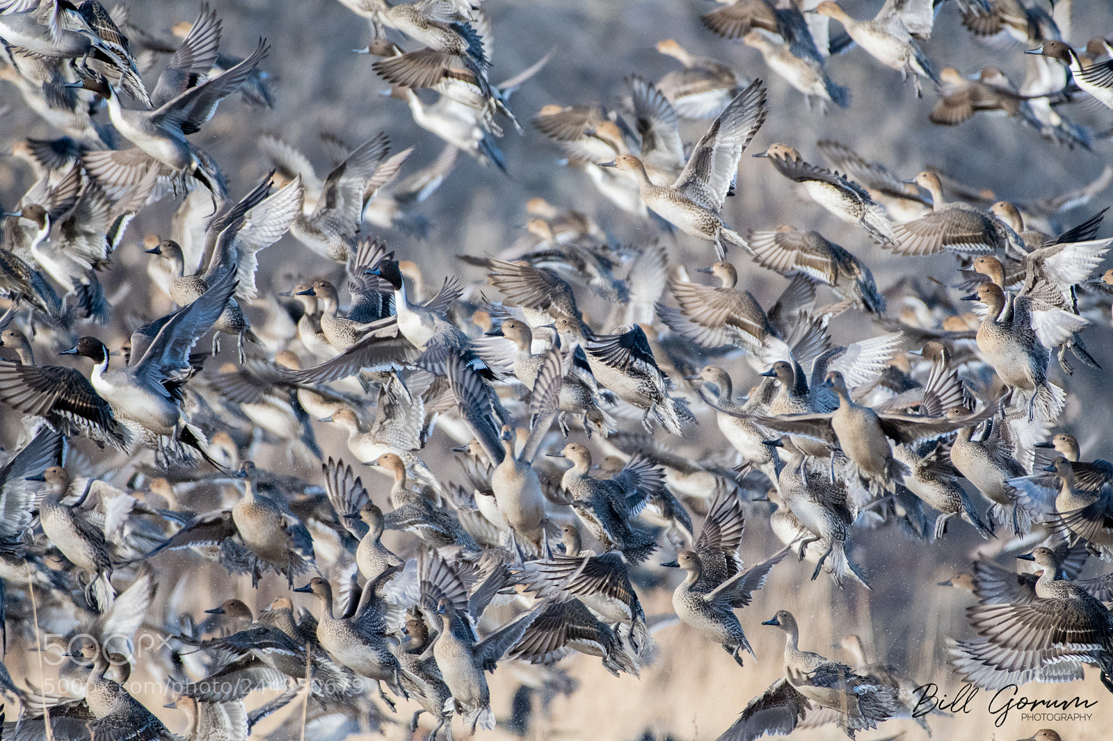 Nikon D500 sample photo. Northern pintails photography