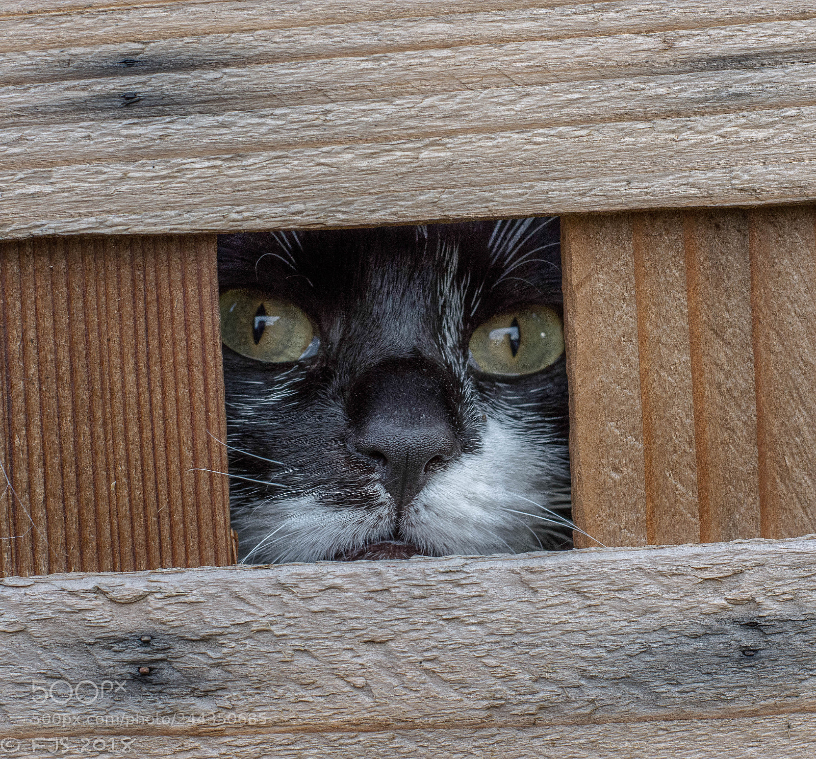 Nikon D7200 sample photo. Get me out! photography