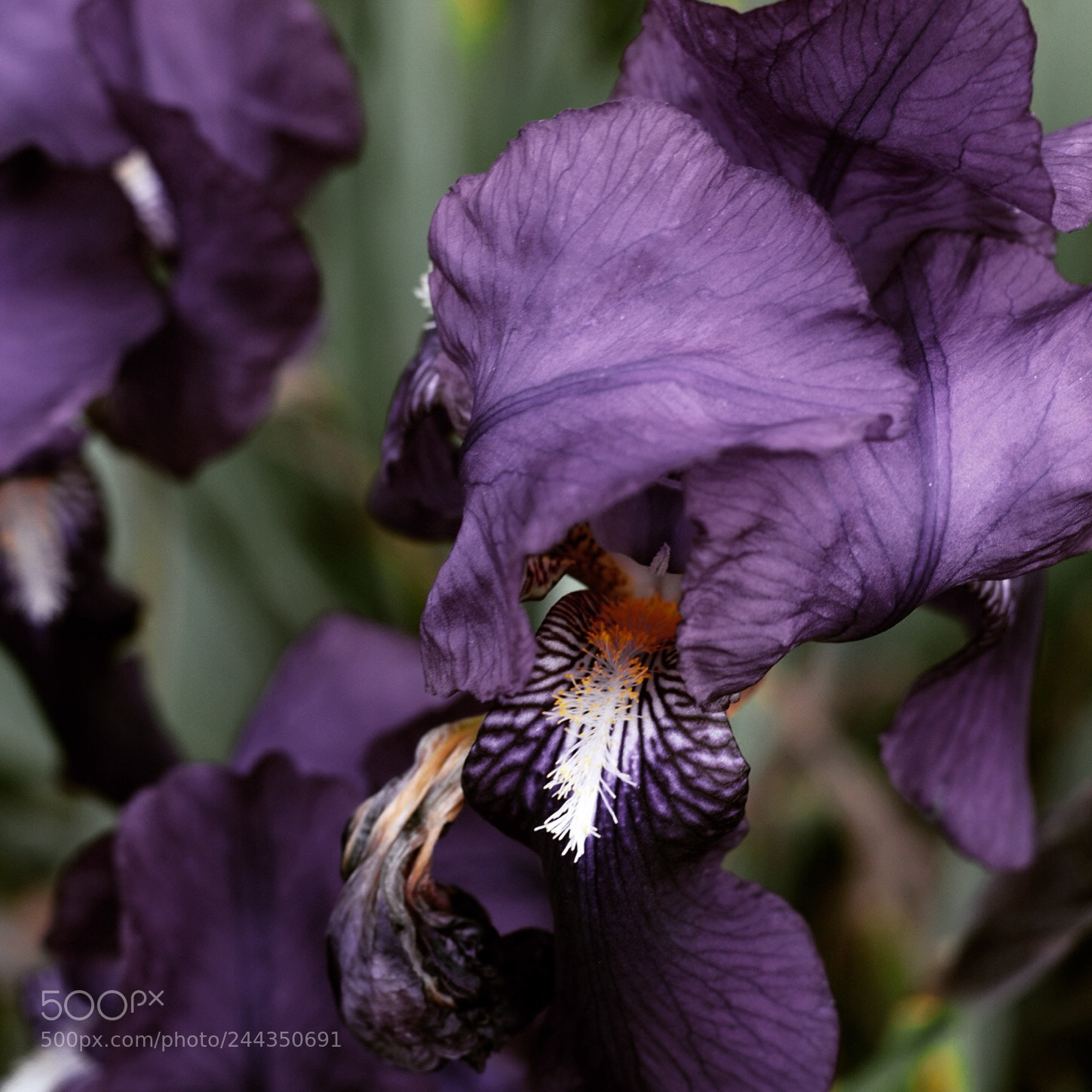 Nikon D3400 sample photo. Lilás flower photography