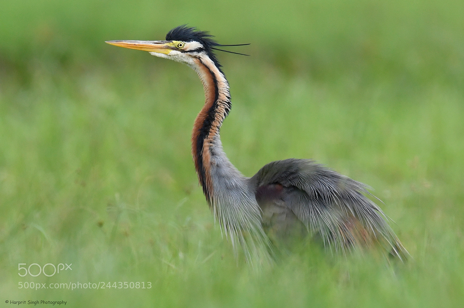 Nikon D5 sample photo. Purple heron photography