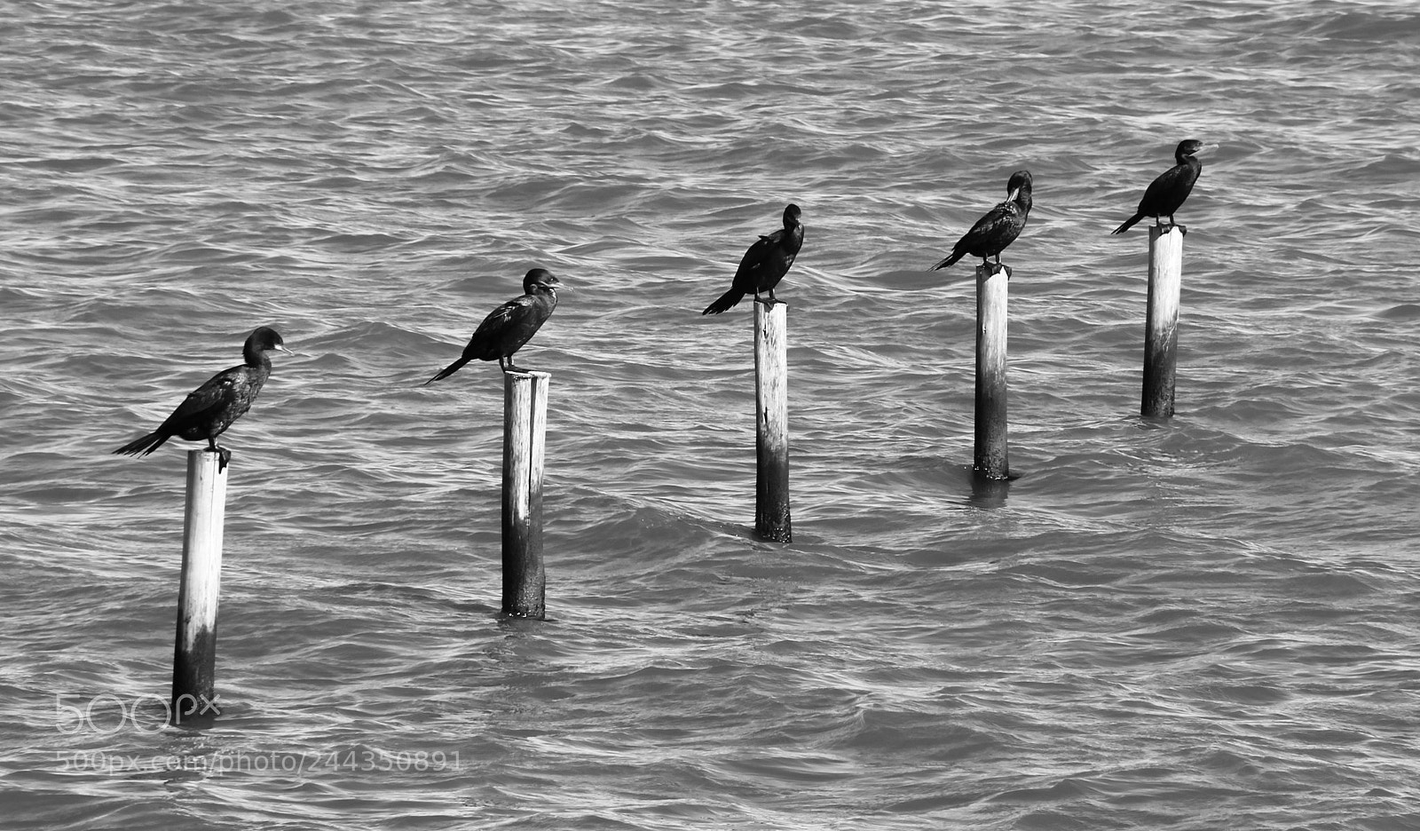 Canon EOS 60D sample photo. Birds waiting photography
