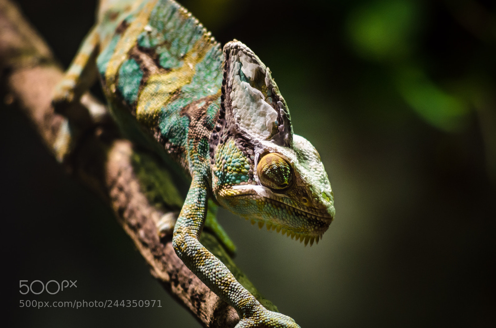 Nikon D5100 sample photo. Chameleon photography