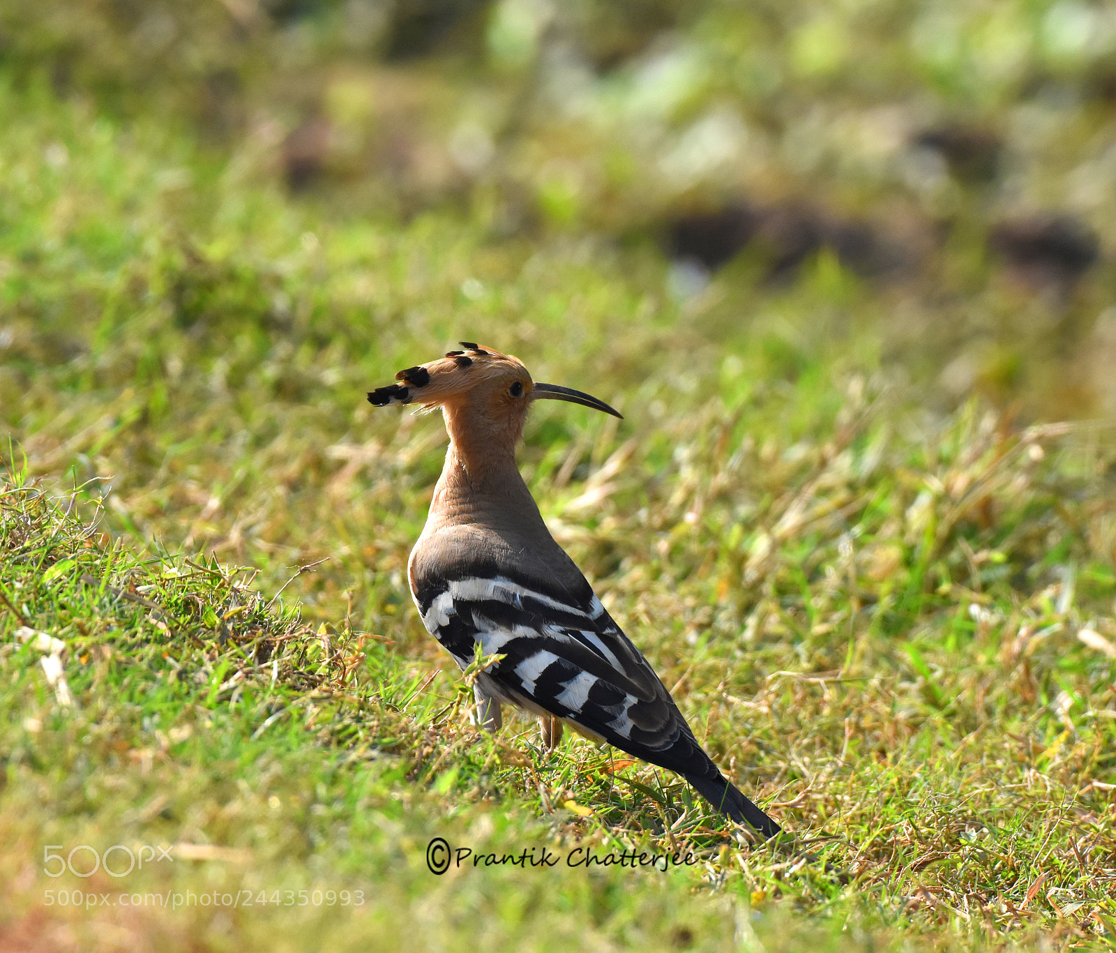 Nikon D7200 sample photo. Hoopoe photography