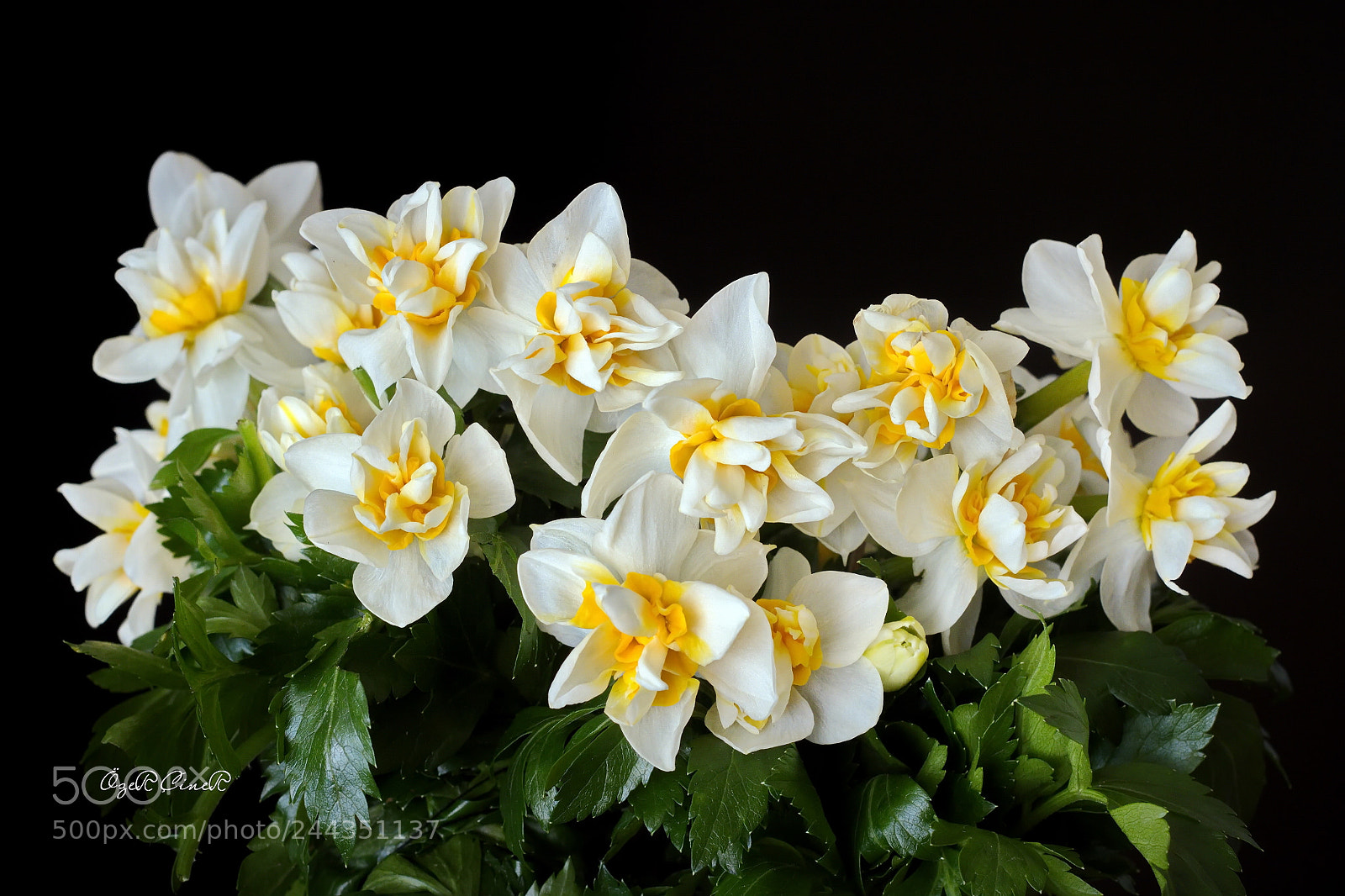 Canon EOS 7D + Canon EF 50mm F1.8 II sample photo. Did you get the photography
