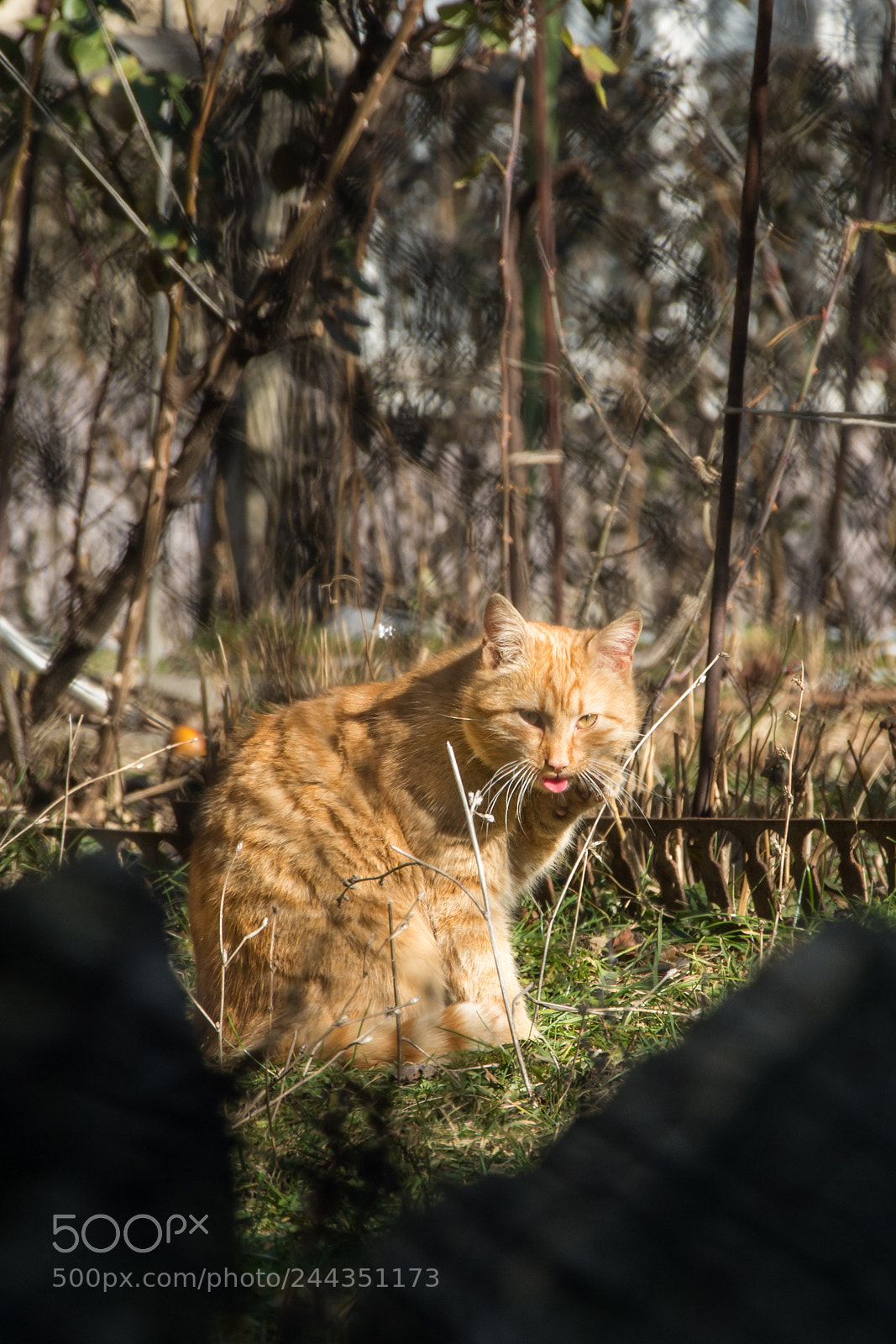 Nikon D7100 sample photo. Making faces photography