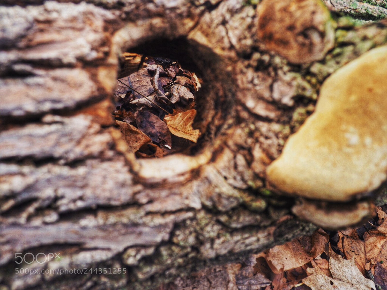 Olympus OM-D E-M10 II sample photo. Hole in a log photography