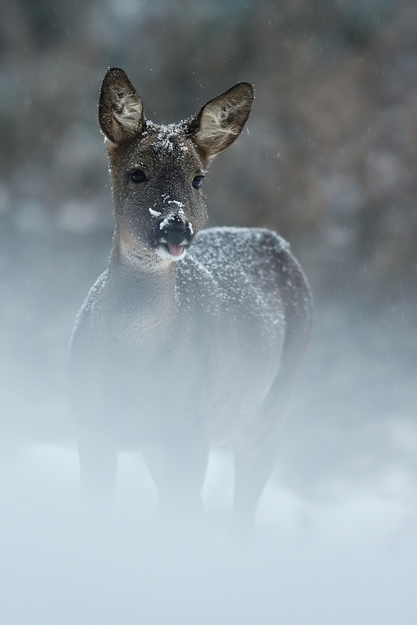Nikon D4S sample photo. I have a pink tongue and big ears photography