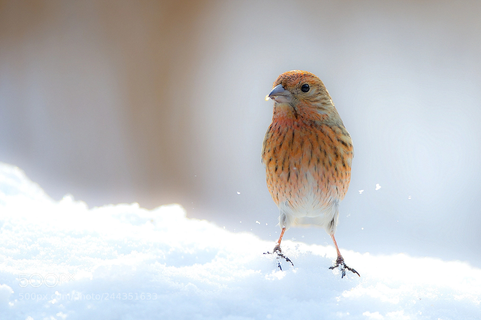 Nikon D4 sample photo. A snowy kingdom 양진이 photography