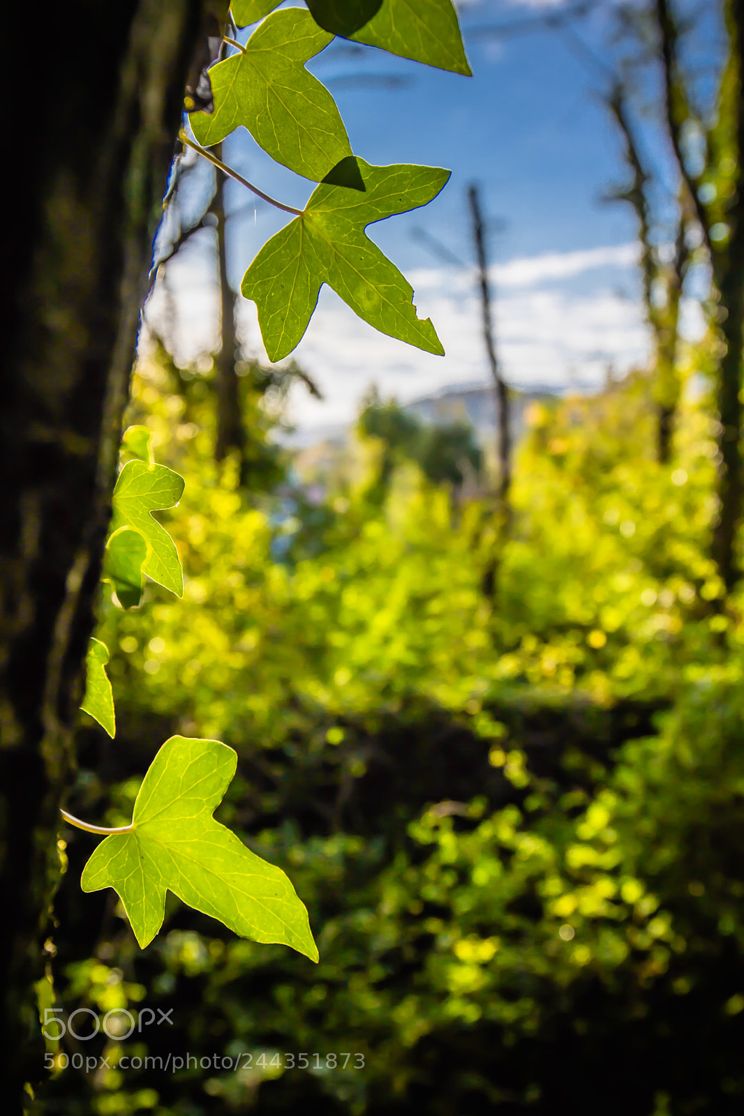 Canon EOS 760D (EOS Rebel T6s / EOS 8000D) sample photo. Warm forest feelings photography