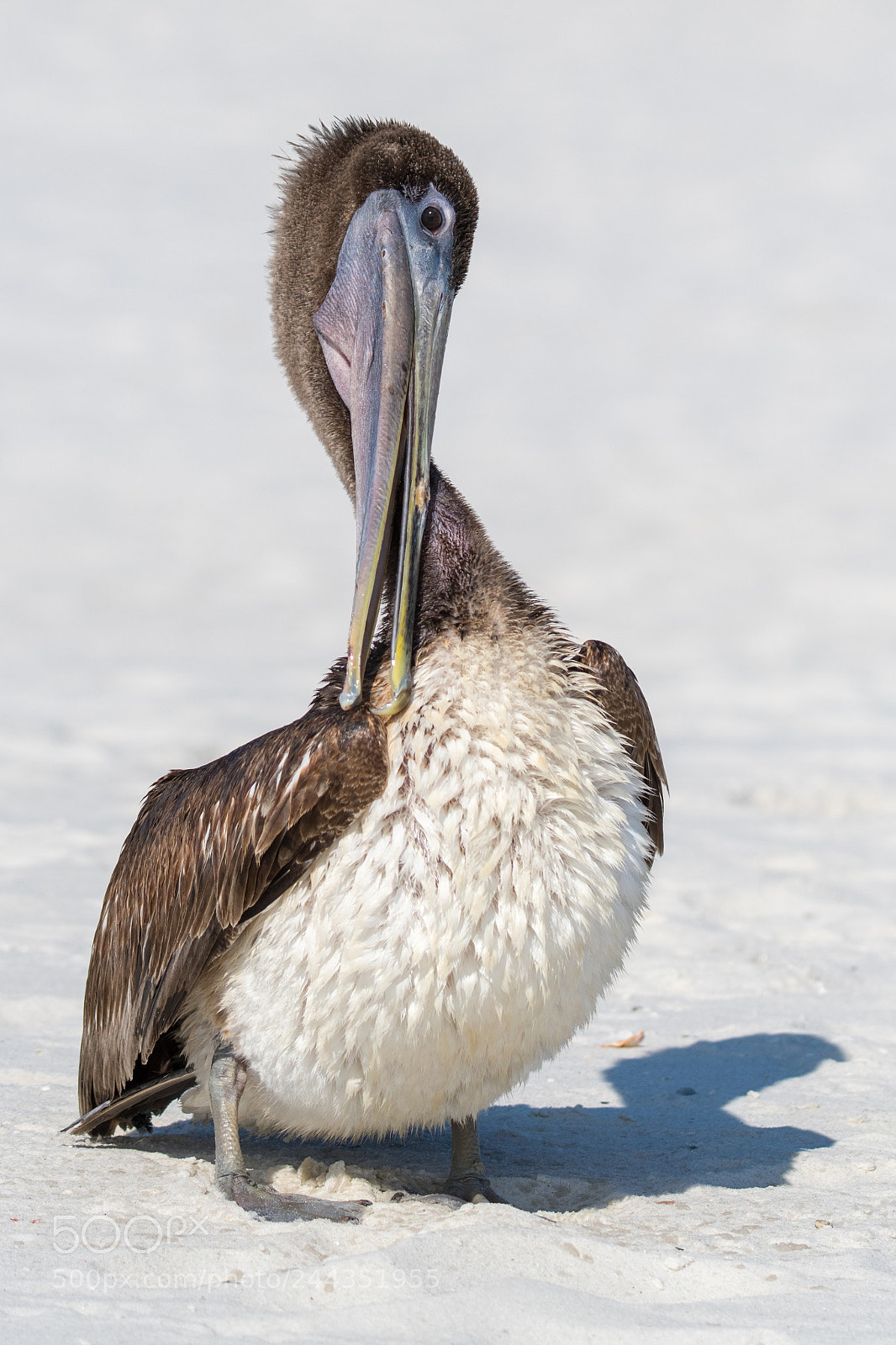 Nikon D500 sample photo. Pelican pose photography