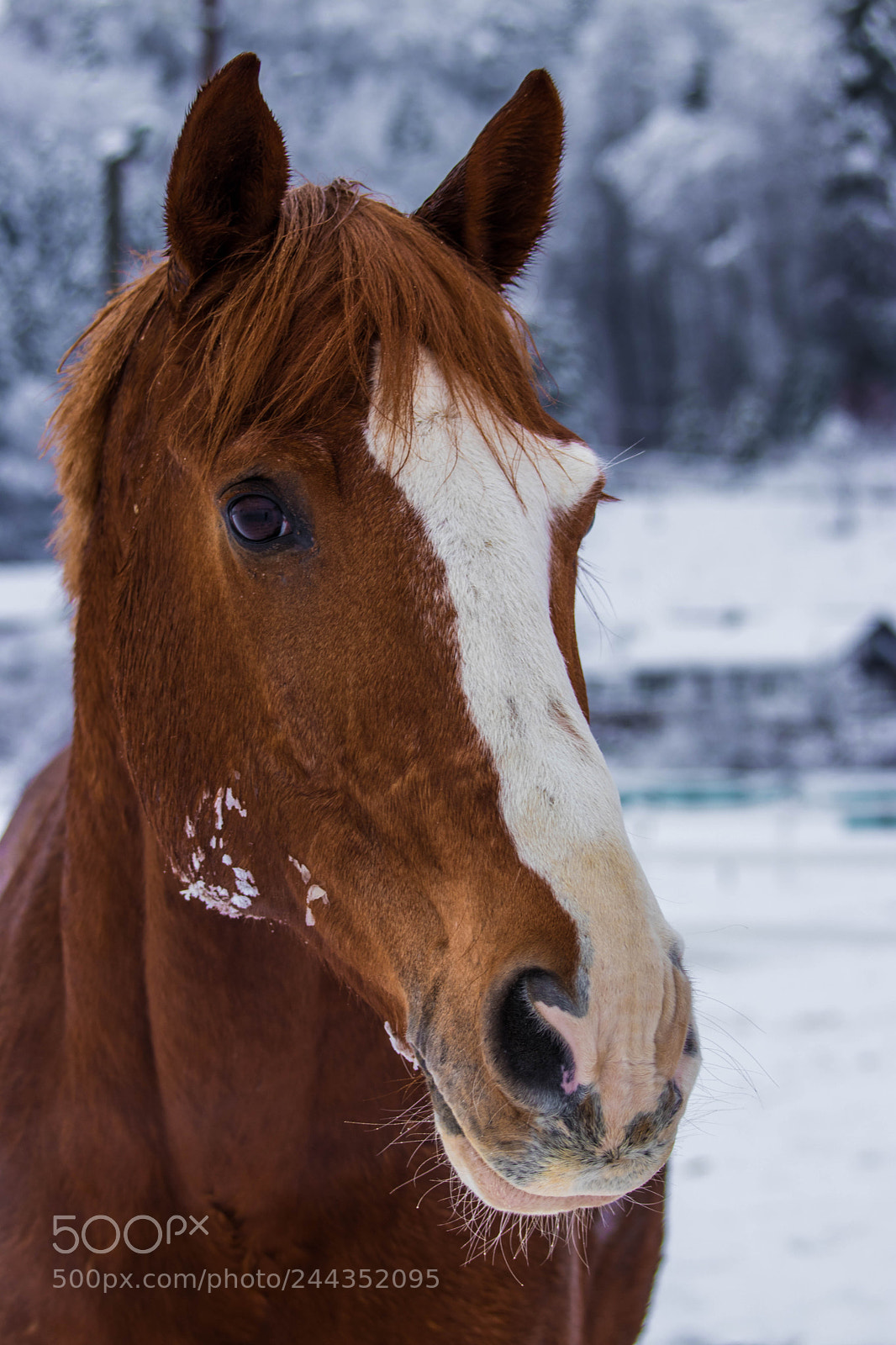 Canon EOS 77D (EOS 9000D / EOS 770D) sample photo. Tars the horse photography