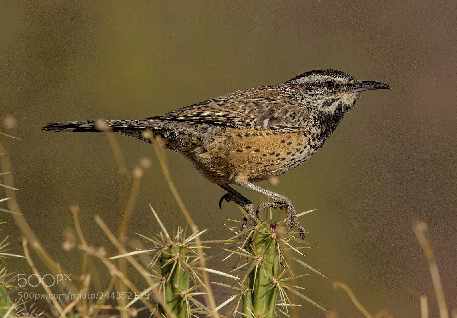 Canon EOS 7D Mark II sample photo. Cactus wren photography