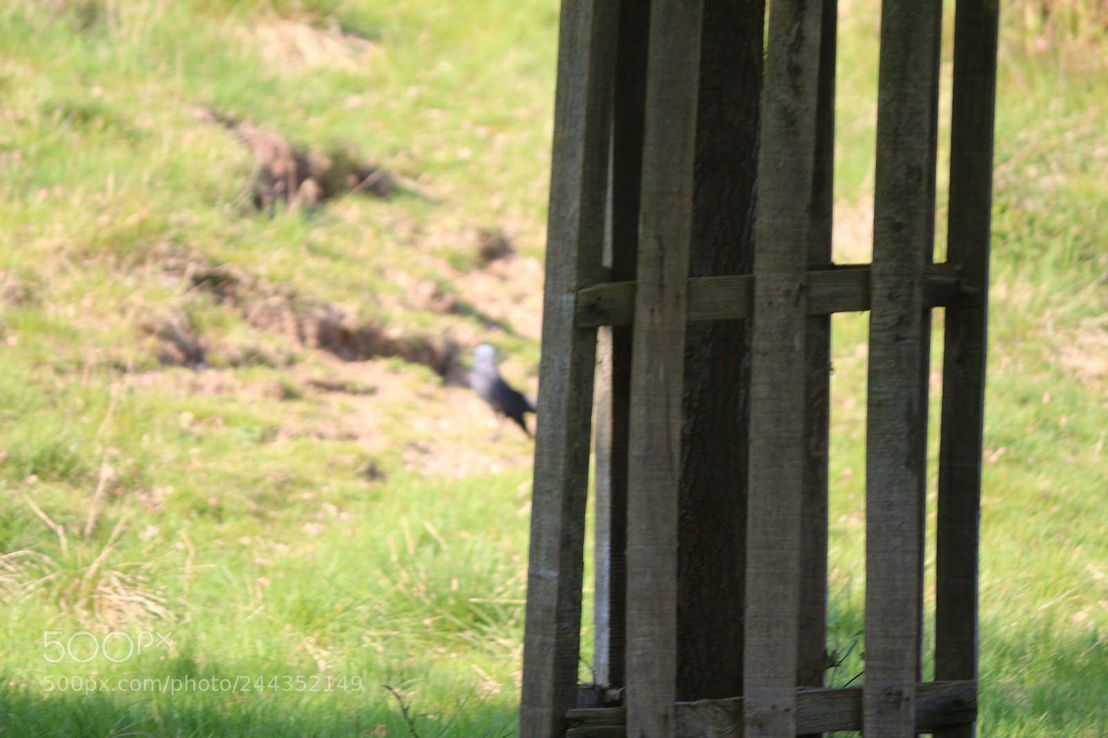 Canon EOS 650D (EOS Rebel T4i / EOS Kiss X6i) sample photo. Img photography