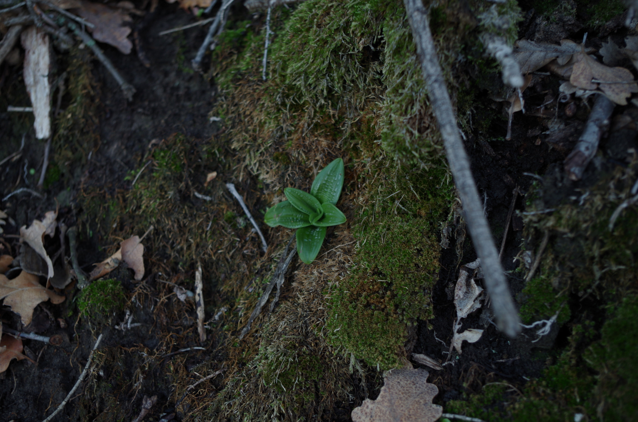 Pentax K-50 sample photo. Spring sprang sprung photography