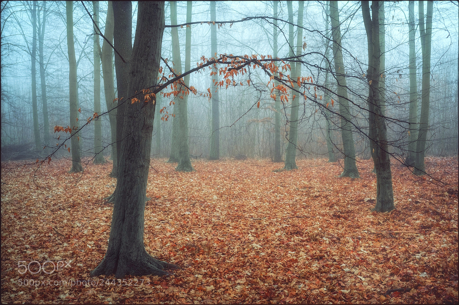 Fujifilm FinePix X100 sample photo. Moprning fog ii photography