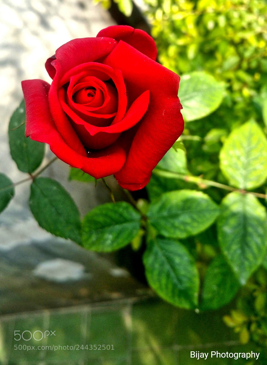 Samsung Galaxy Note4 sample photo. The red rose photography