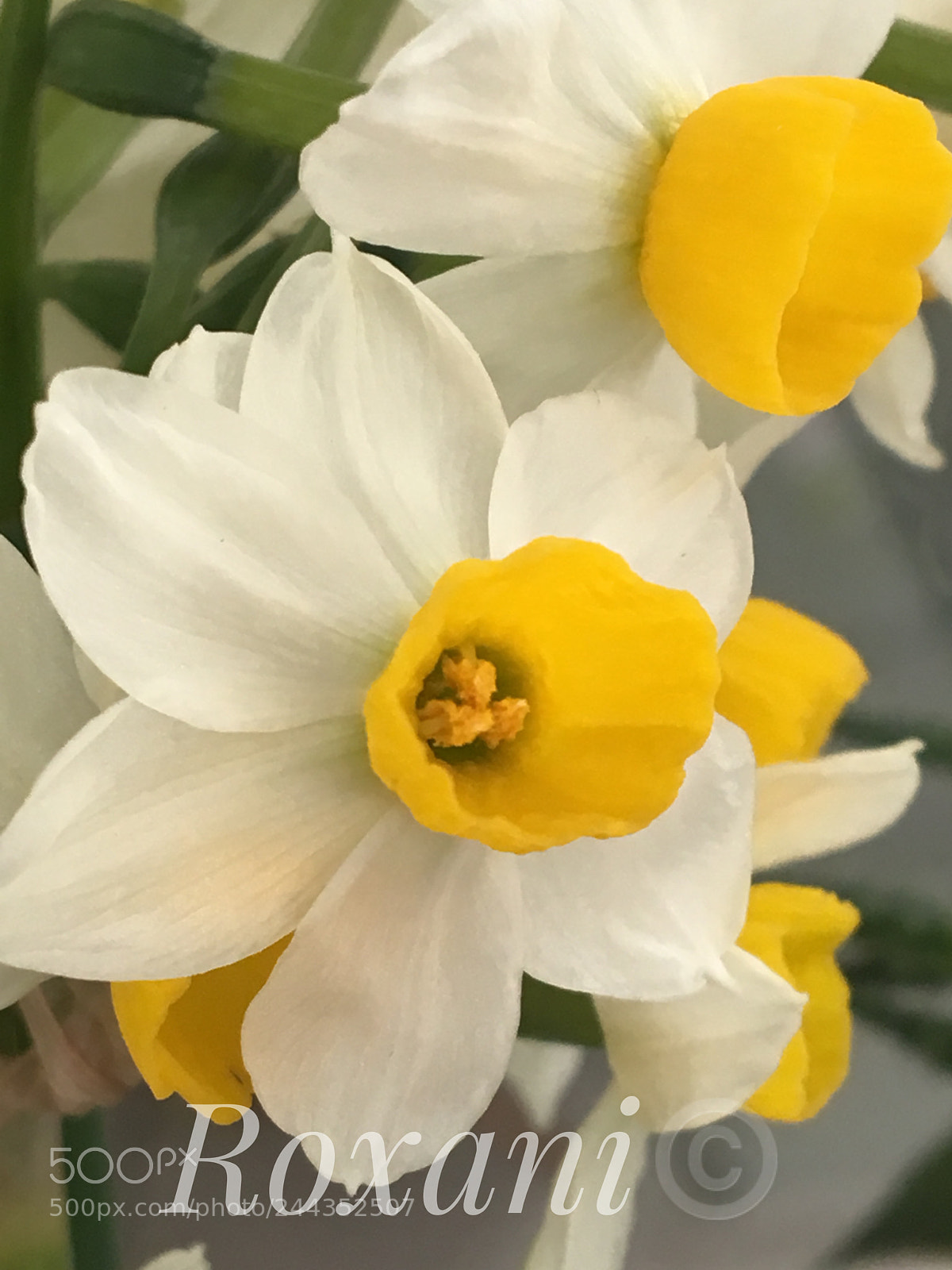 Apple iPhone 6s sample photo. Нарцисс photography