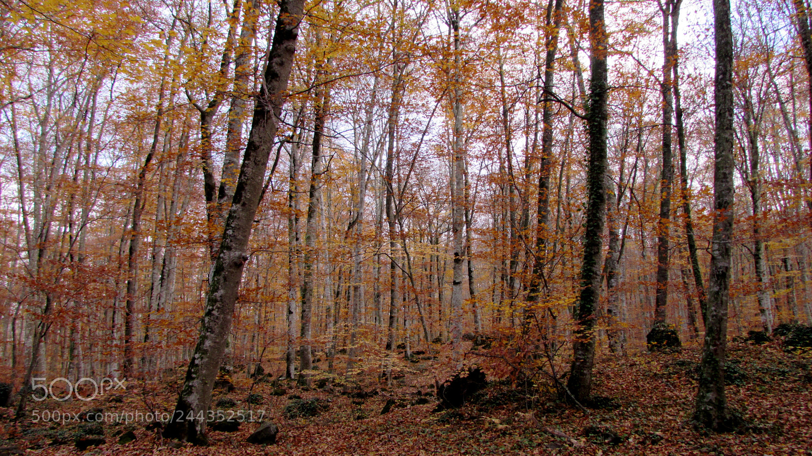 Canon PowerShot SX510 HS sample photo. Fall photography