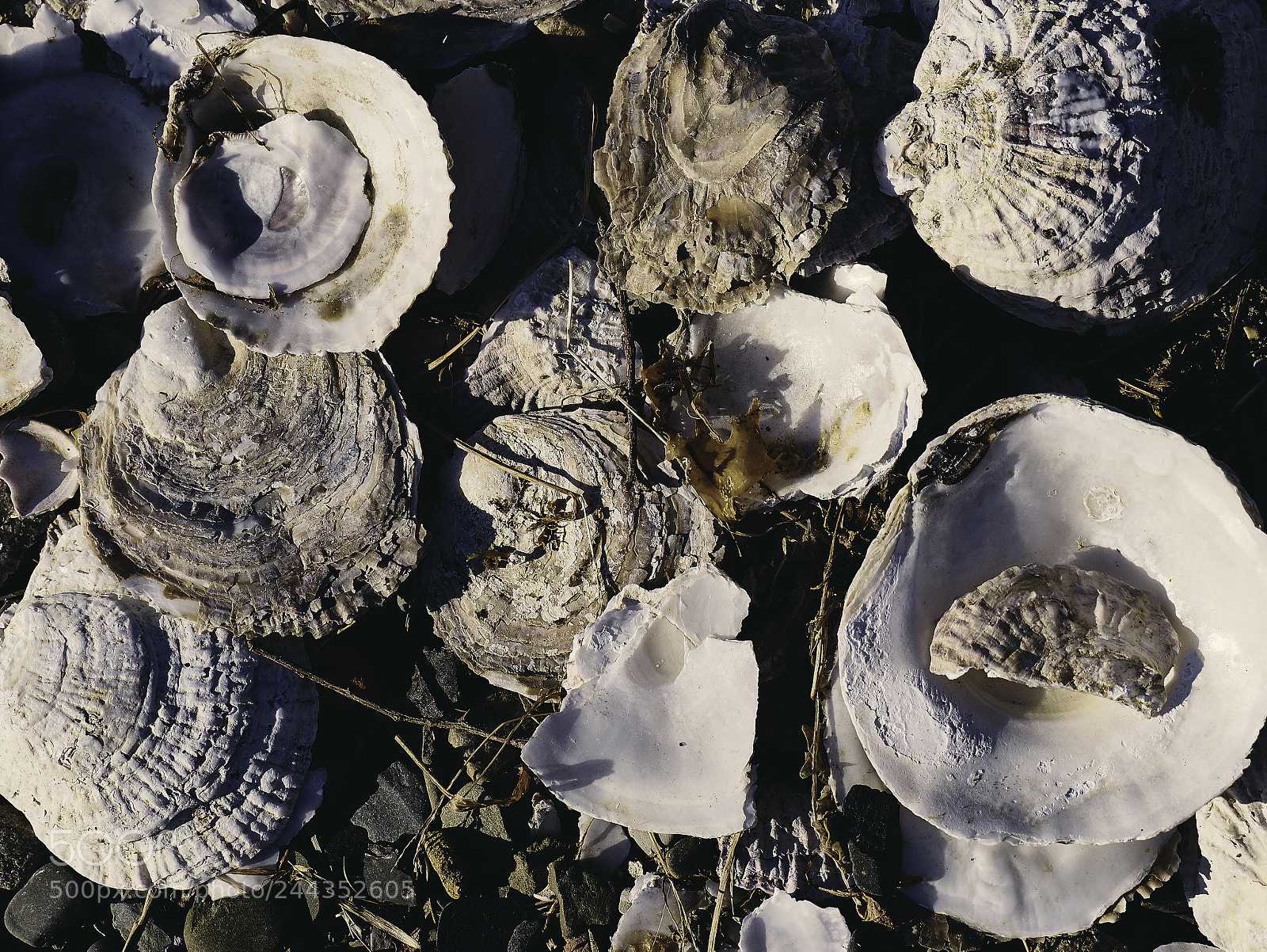 Panasonic Lumix DMC-G85 (Lumix DMC-G80) sample photo. Shells at pleasure bay photography