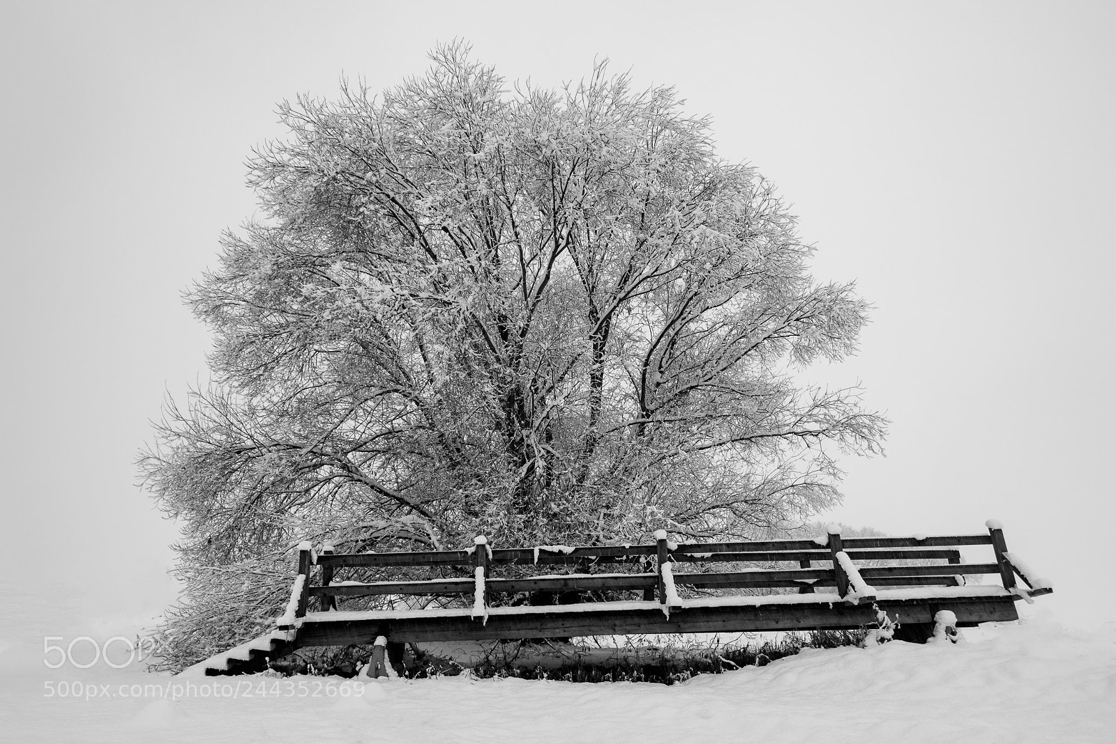 Nikon D810 sample photo. Lost bridge photography