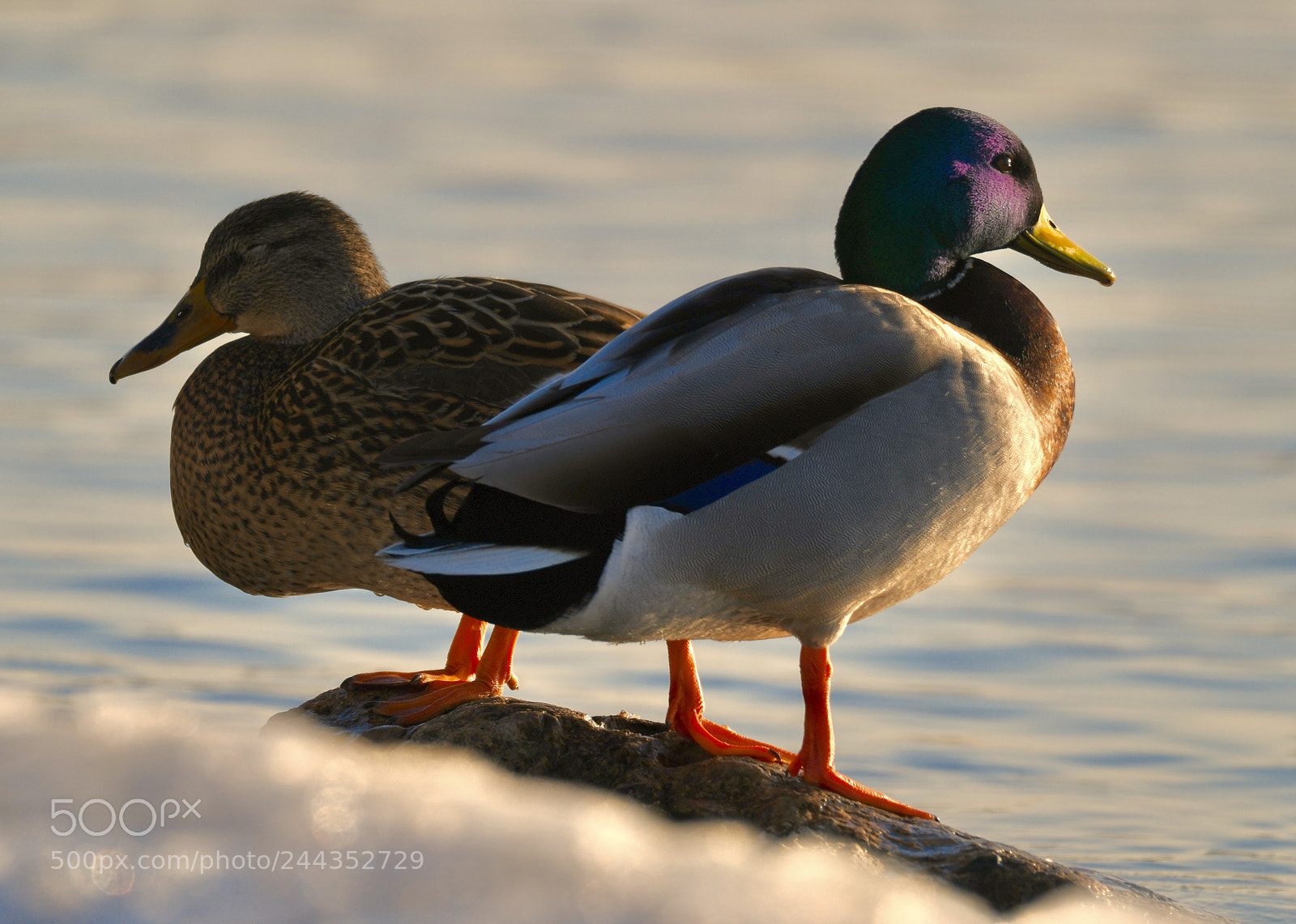 Nikon D850 sample photo. Mallard duck couple photography