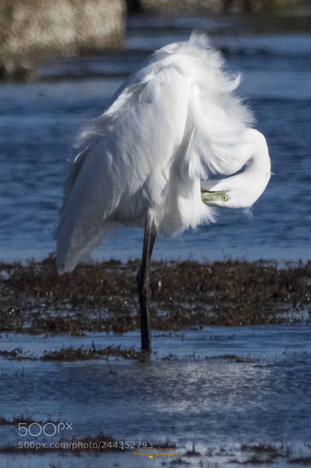 Pentax K-3 sample photo. Airone bianco maggiore photography
