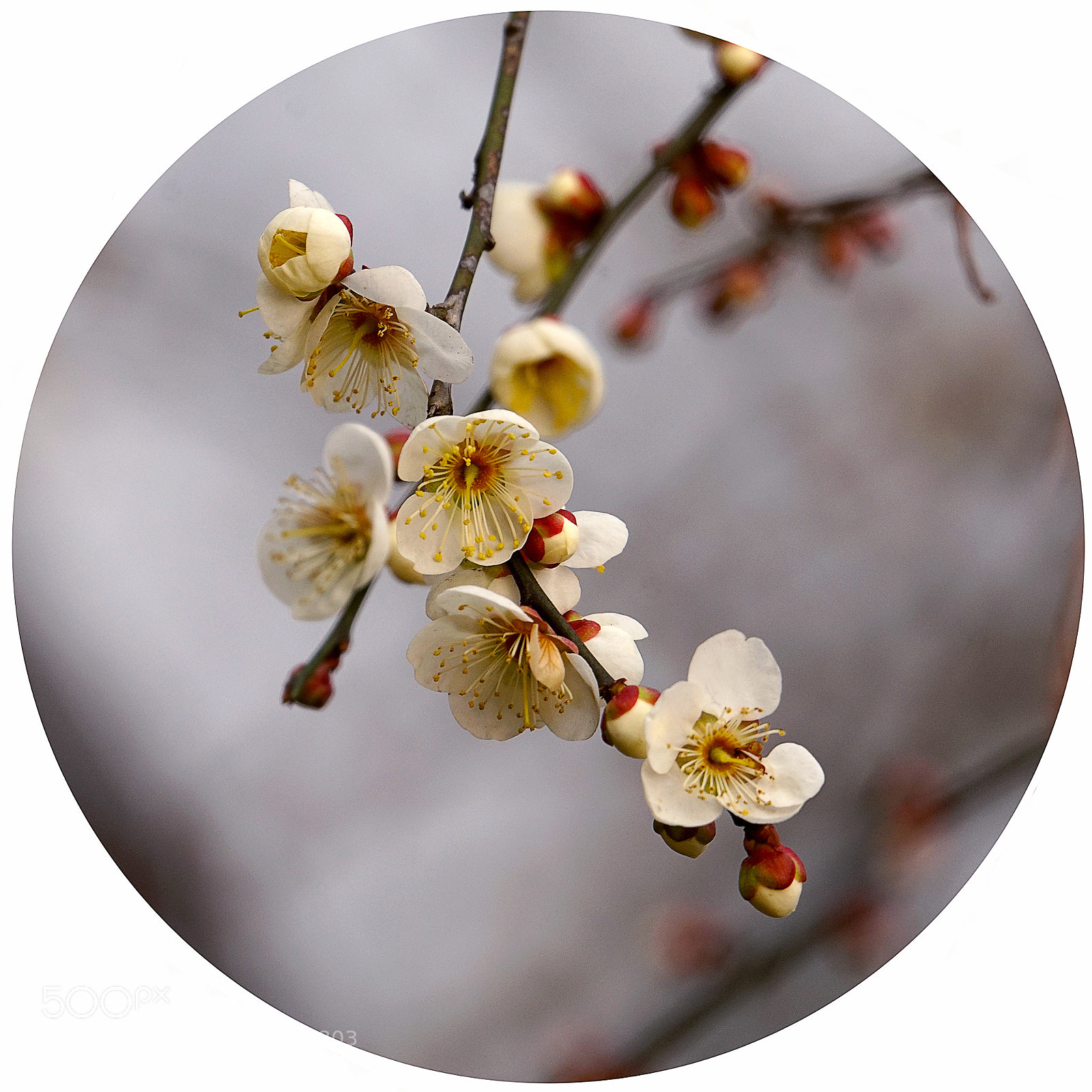 Sony a7R II sample photo. 白梅 photography