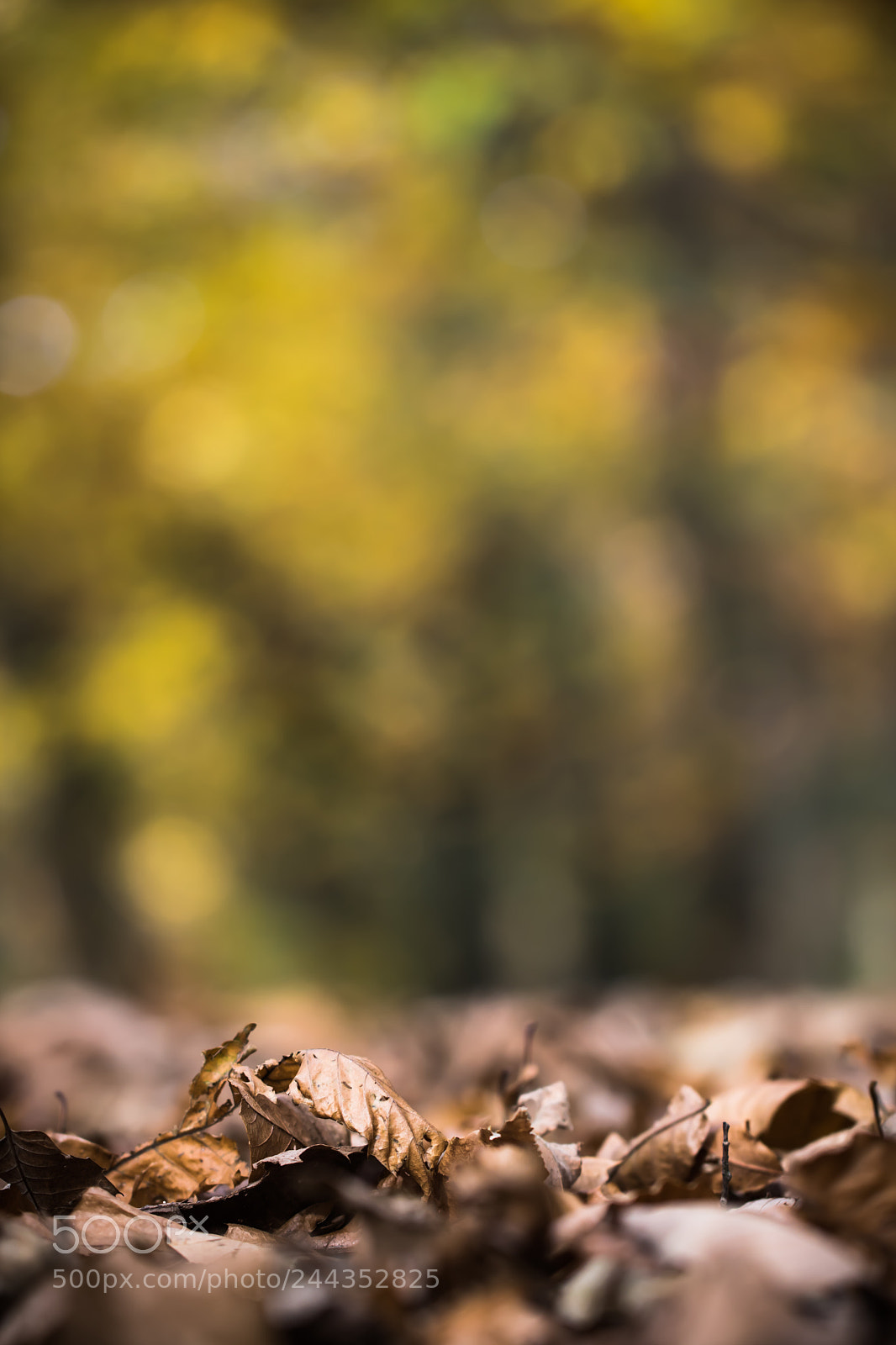 Canon EOS 760D (EOS Rebel T6s / EOS 8000D) sample photo. Change of seasons photography