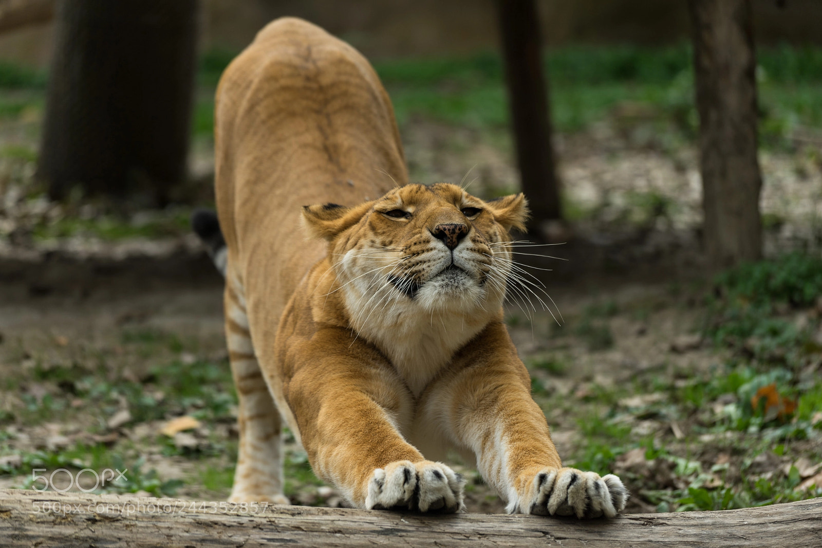 Sony a7 II sample photo. I am a liger photography