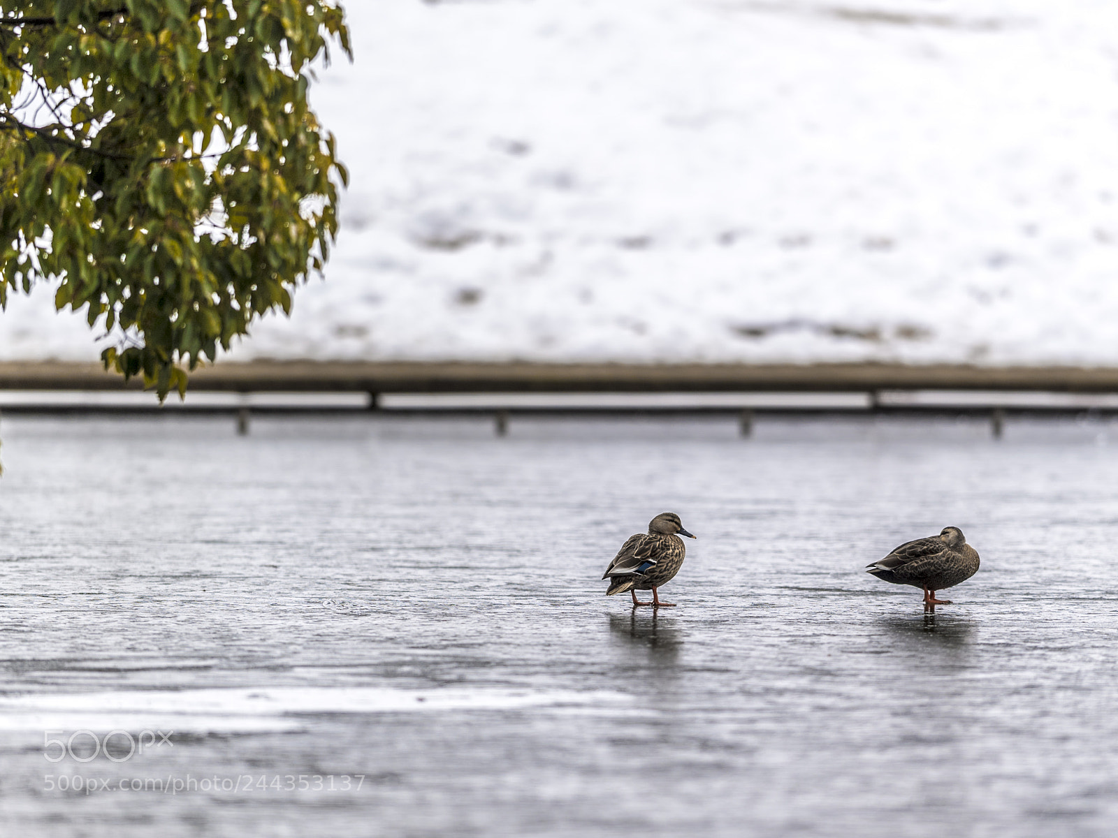 Nikon D5 sample photo. Birds on ice photography
