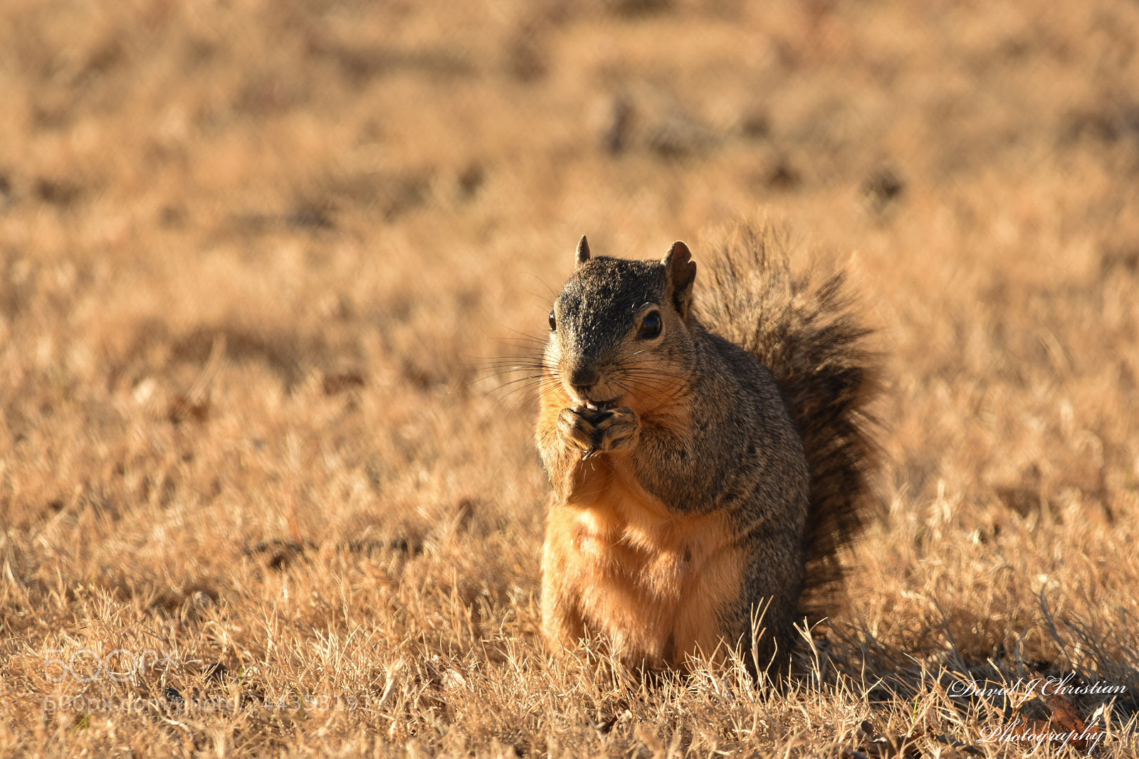 Nikon D3400 sample photo. Squirrel enjoying a nut. photography