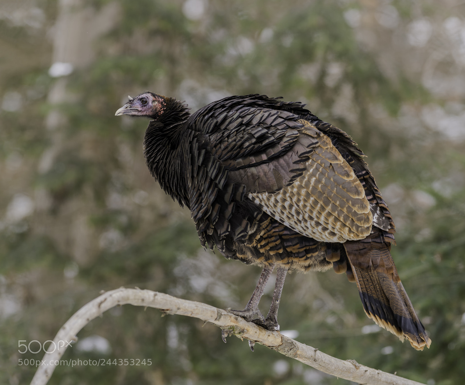 Nikon D850 sample photo. A wild turkey photography