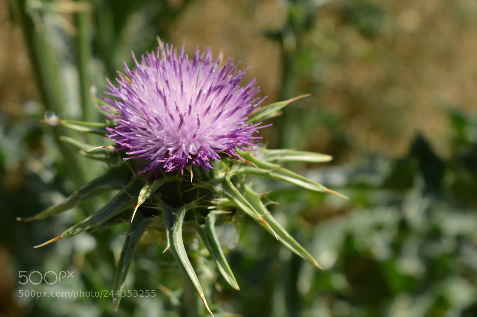 Nikon D3200 sample photo. Purple flower photography