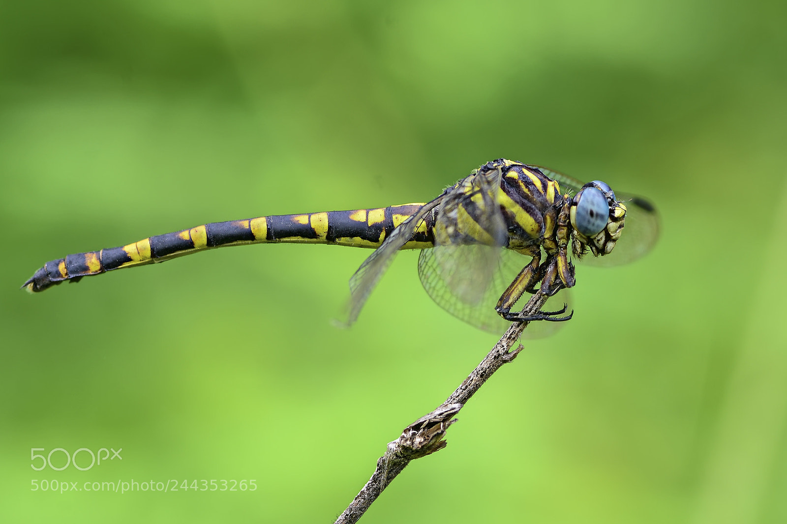 Nikon D7100 sample photo. Dragonfly. photography