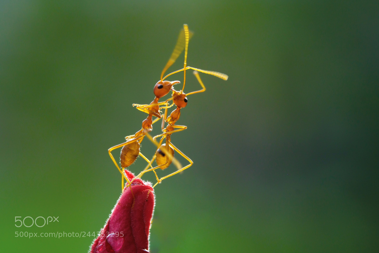 Canon EOS 1000D (EOS Digital Rebel XS / EOS Kiss F) sample photo. Ants: shall we dance? photography