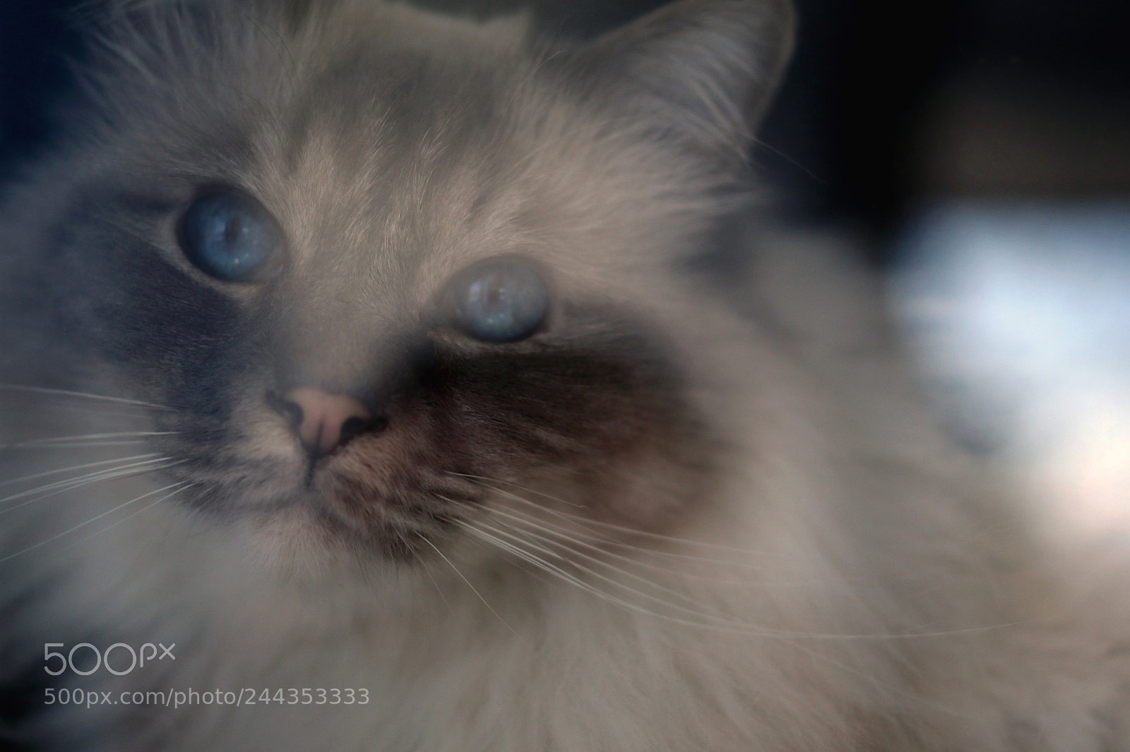 Canon EOS 7D Mark II sample photo. Close up through the photography