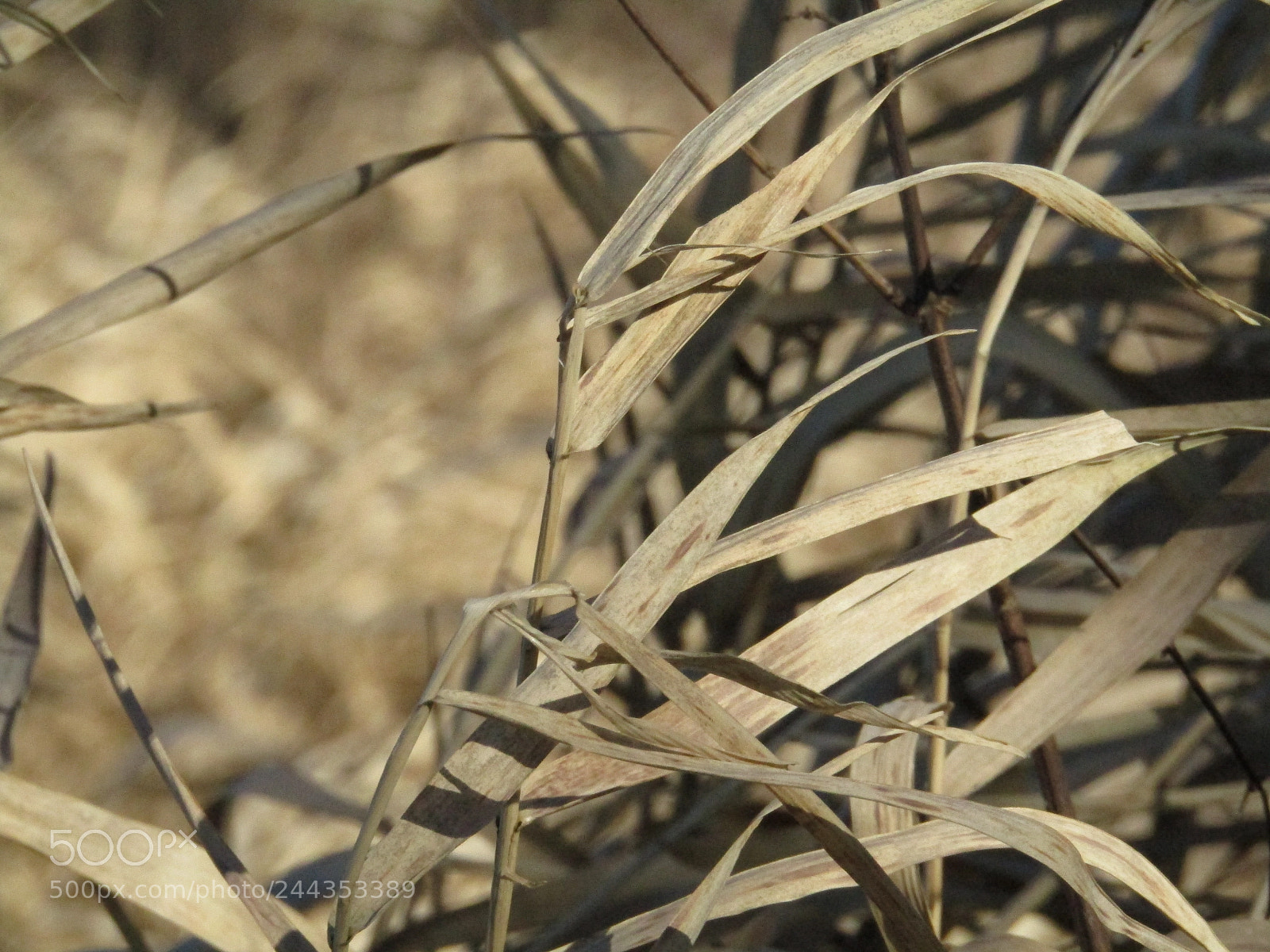 Canon POWERSHOT SX430 IS sample photo. Spring is comming photography