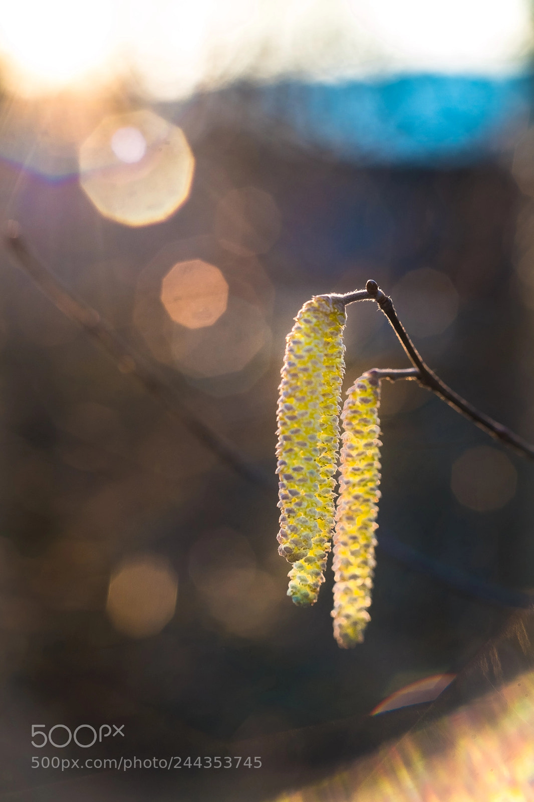 Fujifilm X-T2 sample photo. Untitled photography