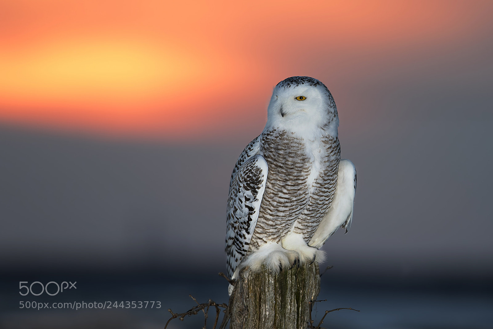 Canon EOS 7D Mark II sample photo. Snowy owl at sunset photography