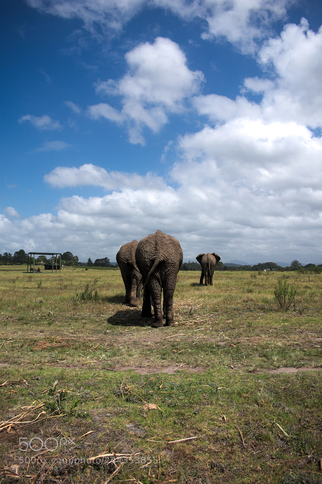 Nikon D3400 sample photo. Knysna elephant photography