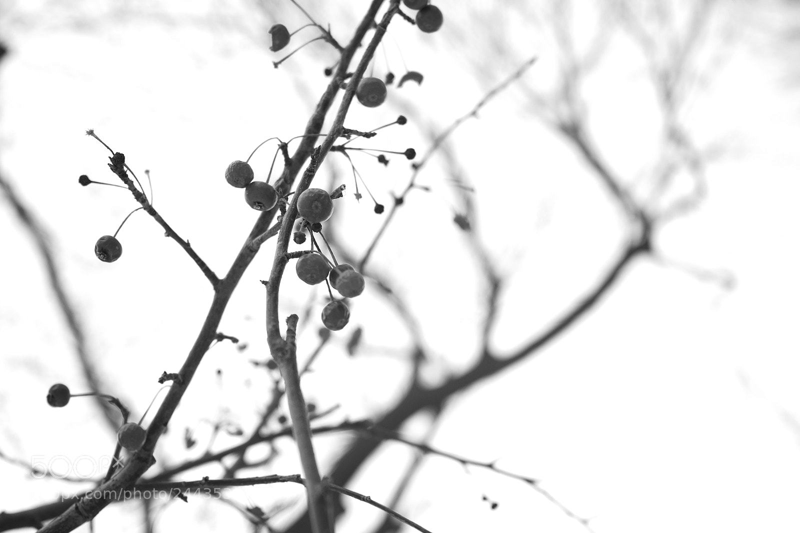 Sigma dp2 Quattro sample photo. Ink photography