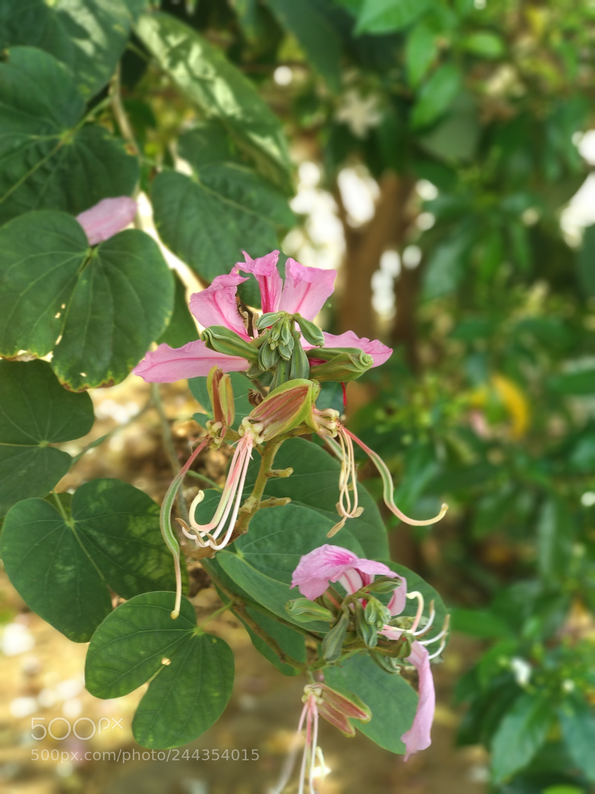 Xiaomi Mi A1 sample photo. Nature view photography