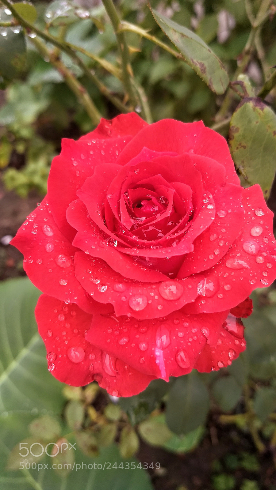 Motorola Moto Z (2) Play sample photo. Roses photography